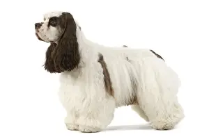 American Cocker Spaniel Standing Print