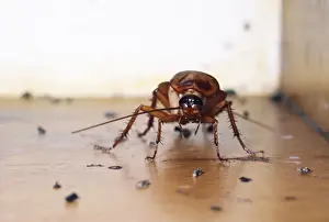 Ardea Wildlife Prints: American Cockroach