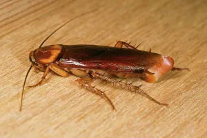 American Cockroach - female with egg sac American Cockroach - female with egg sac