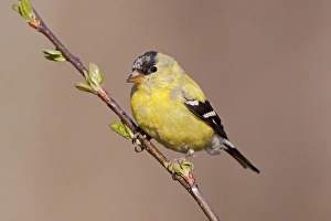 American Goldfinch. Male molting into spring plumage American Goldfinch. Male molting into spring plumage