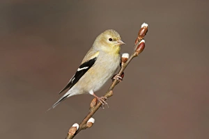 American Goldfinch - male in winter plumage American Goldfinch - male in winter plumage