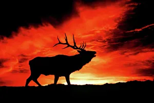 American Wapiti / Elk - Bugling at sunset American Wapiti / Elk - Bugling at sunset