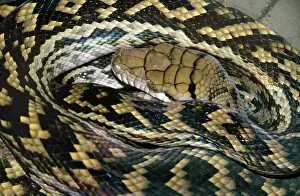 Australian Reptile Images Prints: Amethyst / Amethystine / Scrub Python - close-up of head