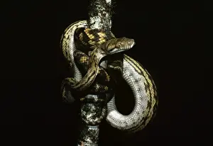 Amethyst Python Print - Coiled Branch, North Queensland