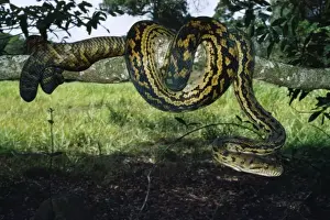 Reptile Wildlife Australia Prints: Amethyst / Amethystine / Scrub Python - coiled round branch Julatten
