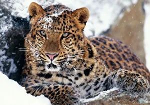 Amur LEOPARD - Endangered species