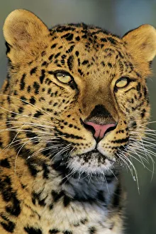 Amur Leopard / Korean Leopard - endangered species