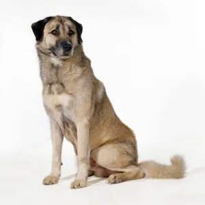 Anatolian Shepherd Dog - (Karabash) Anatolian Shepherd Dog - (Karabash)