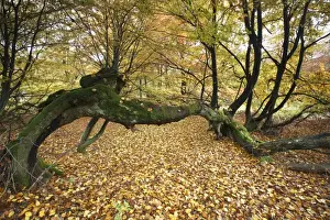 Ancient Beech Trees Prints: Ancient Beech Tree - in autumn colour, Sababurg National Park, N. Hessen, Germany