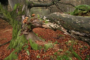 Ancient Beech Tree - Covered with various fungi, in old forest of Sababurg, autumn Ancient Beech Tree - Covered with various fungi, in old forest of Sababurg, autumn