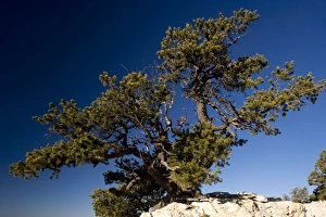 Ancient Pinyon Pine, Pinus monophylla, on the edge of the Grand Canyon Ancient Pinyon Pine, Pinus monophylla, on the edge of the Grand Canyon