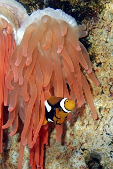 Anemone Fish - unharmed among tentacles of sea anemone Anemone Fish - unharmed among tentacles of sea anemone