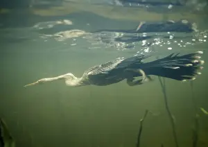 Prints of NG-711 Anhinga - Diving underwater for fish Darter Prints: Anhinga Diving Print
