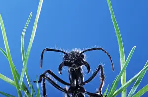 Animal Portraits Photography Prints: Ant - head emerging from grass