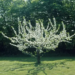 Blossoming Apple Tree Prints: Apple Tree