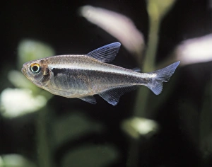 Aquarium Fish - Black Neon Tetra Aquarium Fish - Black Neon Tetra