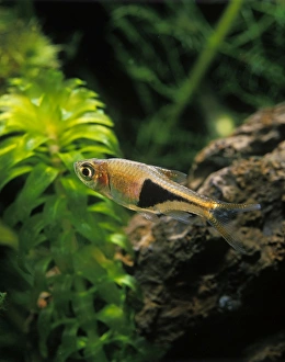 Aquarium Fish - Harlequin Rasbora Aquarium Fish - Harlequin Rasbora