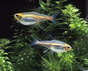 Aquarium Fish - Rose (Pink') Neon Tetra Aquarium Fish - Rose (Pink') Neon Tetra