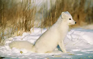 Prints of WAT-7105 ARCTIC FOX - IN SNOW Alopex lagopus M. Watson Please note that prints are for personal display purposes only and may not be reproduced in any way. Dogs (Wild) Prints: Arctic Fox Print - Alopex lagopus in Snow Landscape