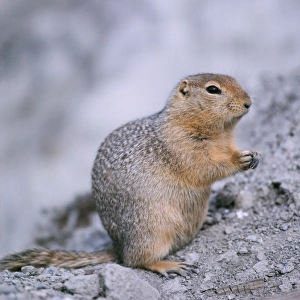 Arctic Ground Squirrel Arctic Ground Squirrel