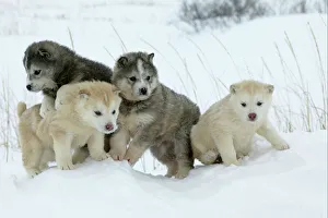 Arctic / Siberian Husky - litter of four puppies in snow Arctic / Siberian Husky - litter of four puppies in snow