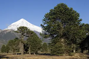 Monkey Puzzle Tree Prints: Argentina - Lanin Volcano (3, 776 m) and Araucaria / Monkey Puzzle Tree / Chile Pine Forest Lanin National Park