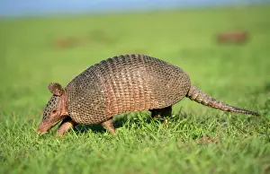 Wildlife Photography Prints: Armadillo