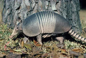 Images Dated 25th June 2007: Armadillo - Louisiana - Body-tail and top of head covered with horny material - Lives in
