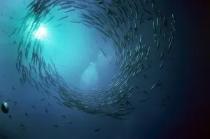 Marine Wildlife Prints: Barracuda