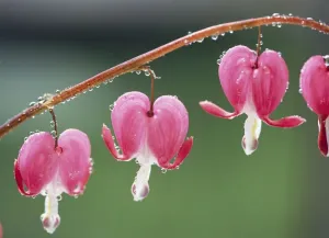 Dicentra Spectabilis Prints: Bleeding Heart