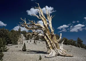 Mountainous Terrain Photography Prints: Bristlecone pine trees - very ancient standing tree