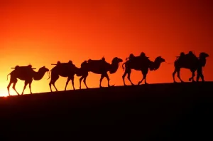 Gobi Desert Camel Train Print