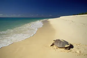 Sea Turtles Prints: Hawksbill Turtle