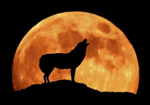 Prints of KFO-1393 WOLF - howling at full moon, side view in silhouette Canis lupus Kenneth W Fink Please note that prints are for personal display purposes only and may not be reproduced in any way Halloween Posters: Wolf Print - Full Moon Silhouette
