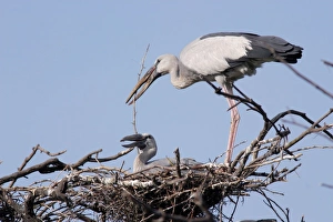 Asian Openbills on nest and bringing nesting material Asian Openbills on nest and bringing nesting material