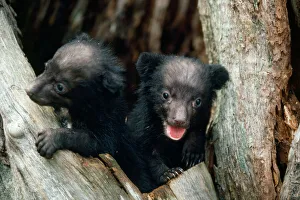 Asiatic Black Bear - Japanese sub species Asiatic Black Bear - Japanese sub species