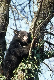 Wild Animal Prints For Sale Prints: Asiatic Black Bear - in tree