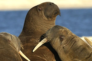 Atlantic / Whiskered Walrus - aggression / fighting Atlantic / Whiskered Walrus - aggression / fighting