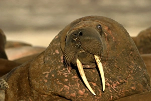 Atlantic / Whiskered Walrus - close-up of male, face showing tusks, mouth and whiskers Atlantic / Whiskered Walrus - close-up of male, face showing tusks, mouth and whiskers