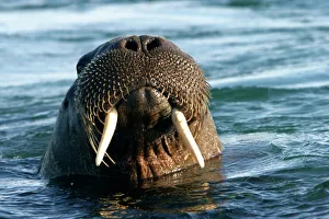 Atlantic / Whiskered Walrus - male emerging from water. Head showing tusks, mouth Atlantic / Whiskered Walrus - male emerging from water. Head showing tusks, mouth
