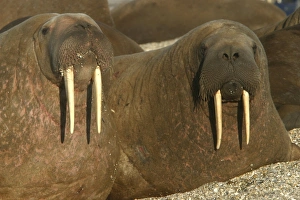 Atlantic / Whiskered Walrus - males resting on beach Atlantic / Whiskered Walrus - males resting on beach