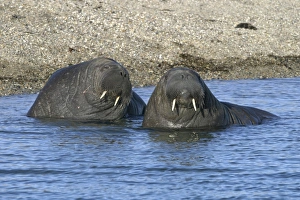 Atlantic / Whiskered Walrus - males in water Atlantic / Whiskered Walrus - males in water