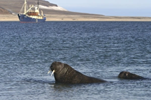 Atlantic / Whiskered Walrus - two in water, with boat in background Atlantic / Whiskered Walrus - two in water, with boat in background