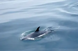 Francois Gohier Wildlife Photography Prints: Atlantic White-sided Dolphin