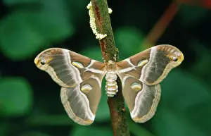 Prints of USH-109 Atlas MOTH - with eggs Attacus atlas Duncan Usher Please note that prints are for personal display purposes only and may not be reproduced in any way. Images Dated 2007 August: Atlas Moth with Eggs Print