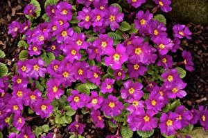 An attractive winter and spring-flowering garden primula An attractive winter and spring-flowering garden primula