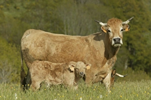 Aubrac Cow with calf in field Aubrac Cow with calf in field