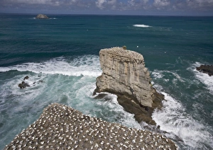 Australasian Gannet colony at Muriwai Beach Australasian Gannet colony at Muriwai Beach