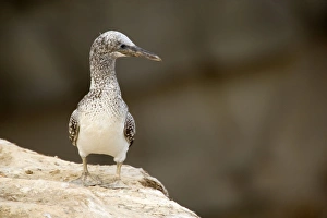 Australasian Gannet - nearly fully fledged chick sits on the edge of a cliff looking out Australasian Gannet - nearly fully fledged chick sits on the edge of a cliff looking out