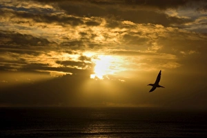 Australasian Gannet - soaring above the ocean while the sun is setting over the horizon Australasian Gannet - soaring above the ocean while the sun is setting over the horizon
